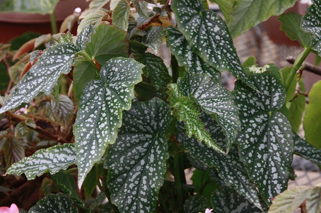 B. ‘Snow Fall’